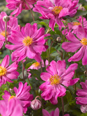 Deep rose-pink double. Medium height plants