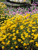 Yellow orange daisies, good cut flowers