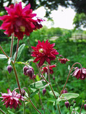 Double flowers of rich dark red.