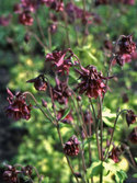 Elegant double ruby red flowers