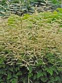 Stunning creamy white plumes on red stems.