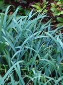 Eye-catching groundcover for bright shade.