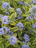 Variegated green leaves edged in yellow.