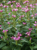 Very long blooming shade plant.