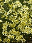 Pale yellow, One of the best. Flowers long and profusely