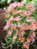 A real tough groundcover for that hot, dry, sunny spot in your garden.