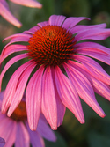 A more compact and contained rose pink coneflower