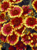 DWARF form. Red with yellow edges