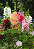 An array of mixed glowing colors of double ruffled 1st year blooms.