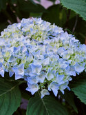 SHRUB. 3-4' Blue, freely flowering.  4" pot