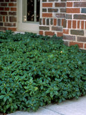 Dense evergreen groundcover, even under pine trees.