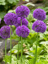 Alliums