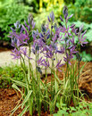 Camassias