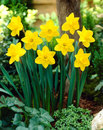 Daffodils