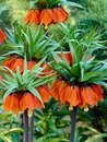 Fritillarias