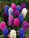 Hyacinths