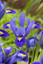 Dutch Iris