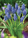 Muscari - Grape Hyacinths