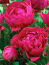 Peonies