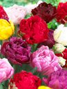 Tulips - Fancies