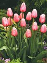 Tulip - Mid Spring Blooming