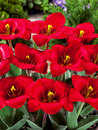 Tulip - Very Early Blooming 