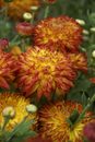 Garden Mums