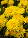 Spectacular Cushion Mums