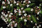 ABELIA Mosanensis