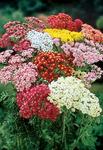 ACHILLEA Collection