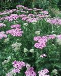 ACHILLEA Fiesta