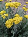 ACHILLEA x Schwellenberg