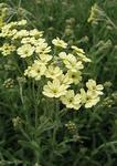 ACHILLEA King Edward