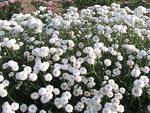 ACHILLEA Angels Breath