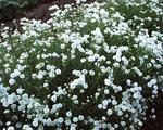ACHILLEA Ballerina