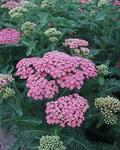 ACHILLEA Heidi