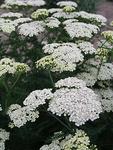 ACHILLEA Jungfrau