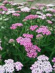ACHILLEA Oertel's Rose