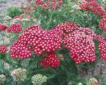 ACHILLEA Paprika