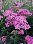 ACHILLEA Richard Nelson