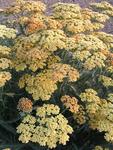 ACHILLEA Terra Cotta