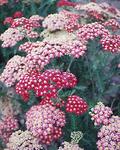 ACHILLEA The Beacon