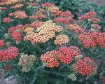 ACHILLEA Walter Funke