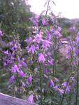 ADENOPHORA Bulleyana