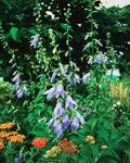 Click for more information. LADYBELLS. Purple blue nodding flowers