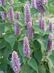 AGASTACHE Honey Bee Blue