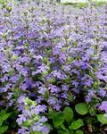 AJUGA Genevensis