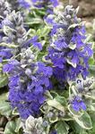 AJUGA Silver Beauty