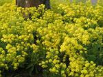 ALYSSUM Saxatile Compactum