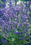 Click for more information. Easy to grow, long blooming blue flowers deer resistant